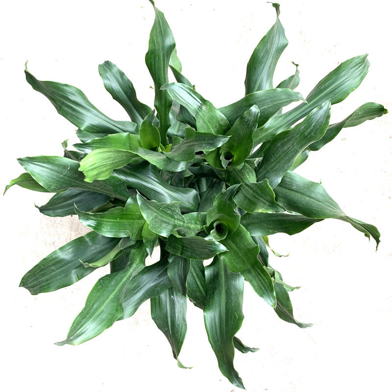 螺纹铁盆栽纽纹卷叶铁中大型室内客厅办公耐阴植物四季常青易养护,淘宝优惠券,粉丝福利购,淘宝优惠卷