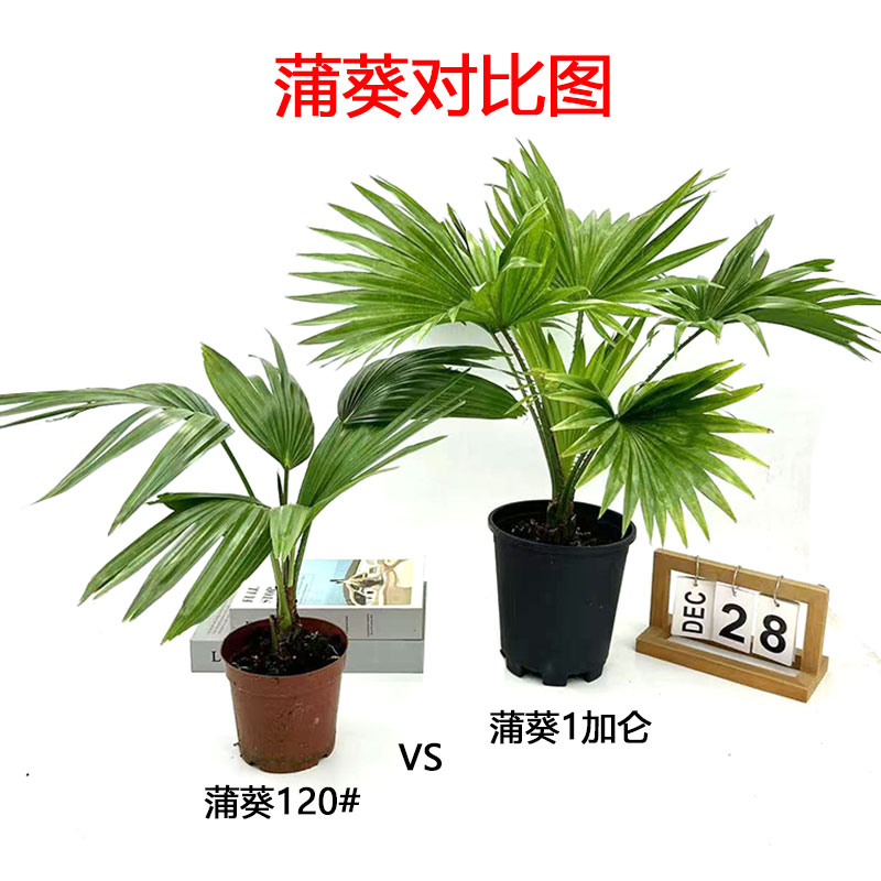 蒲葵植物棕榈科树扇叶室外耐寒四季常青大型观叶网红花卉北欧风苗 - 图2