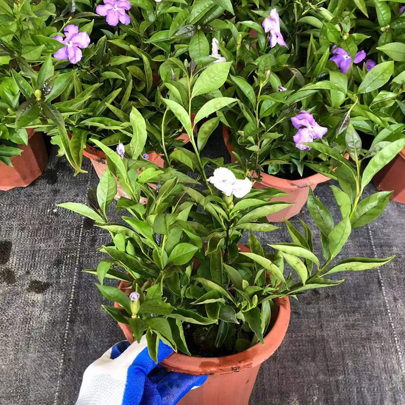 双色茉莉花鸳鸯茉莉花苗白色花室内外阳台庭院植物带香味喜庆包邮-图0