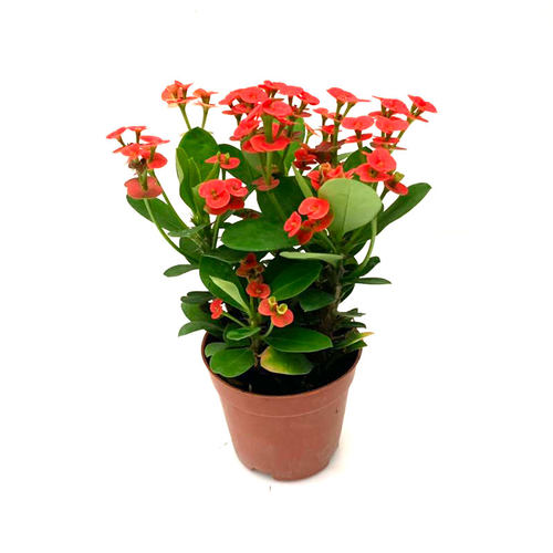 铁海棠盆栽虎刺梅带花苞室内外桌面阳台庭院花卉四季开花不断包邮 - 图3