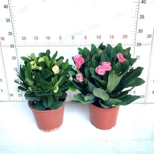 铁海棠盆栽虎刺梅带花苞室内外桌面阳台庭院花卉四季开花不断包邮 - 图1