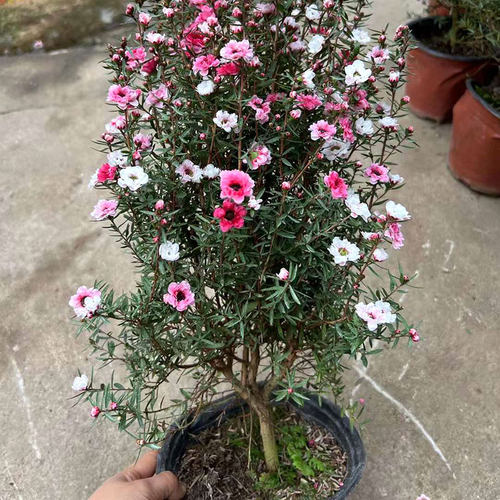 松红梅盆栽苗带花大苗老桩三色澳洲雪室内客厅阳台耐寒植物禾森园 - 图0