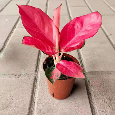 贵夫人盆栽吉利满堂红吉祥如意万年青皇后室内小型观叶粗肋草植物 虎窝淘