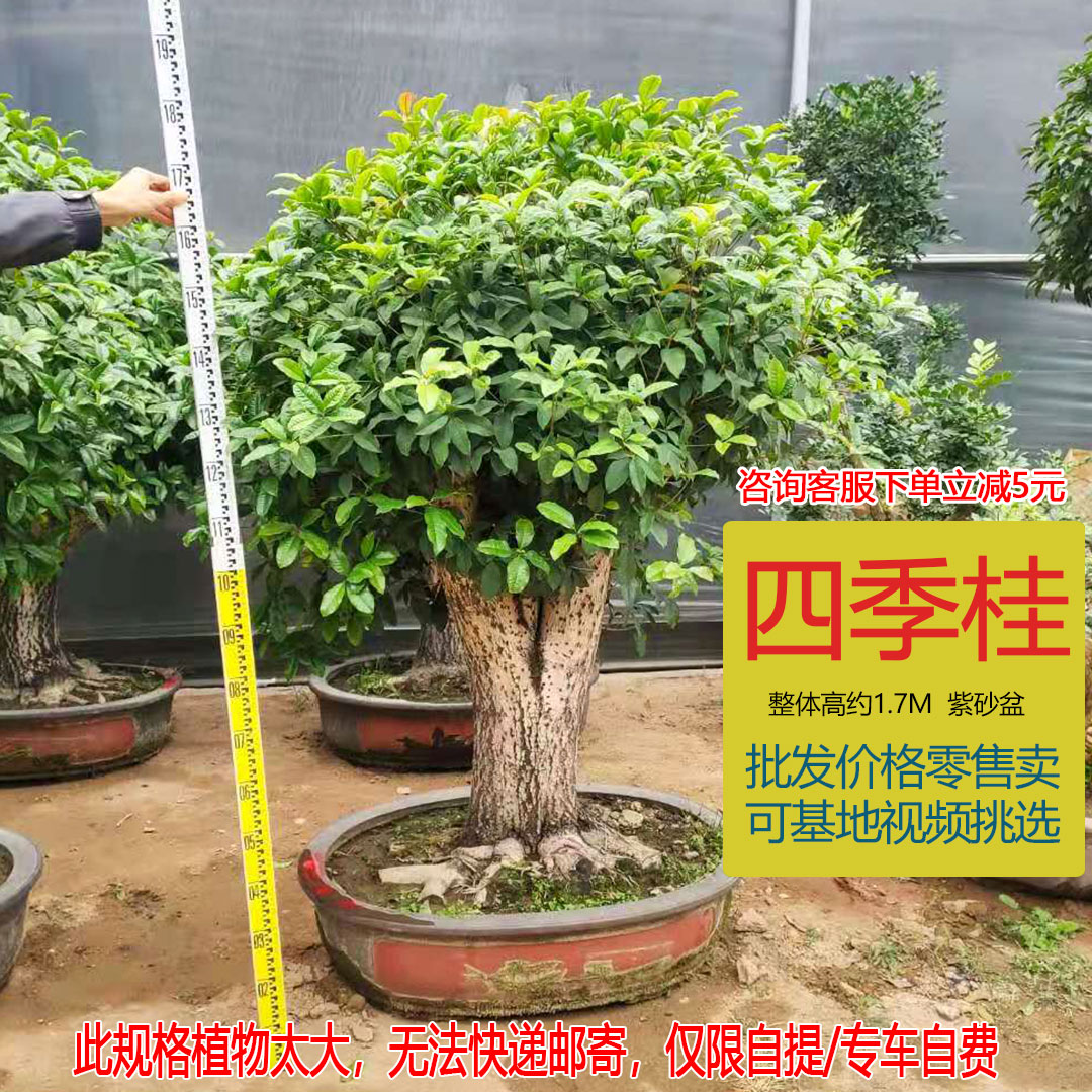 桂花盆栽四季浓香型植物室内外客厅阳台庭院开花不断老桩净化空气 - 图3