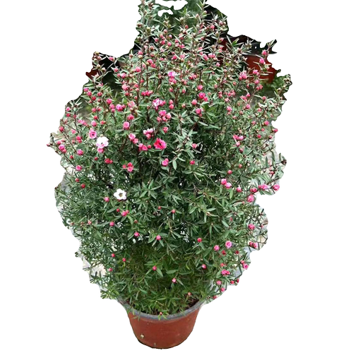 松红梅盆栽苗带花大苗老桩三色澳洲雪室内客厅阳台耐寒植物禾森园 - 图3