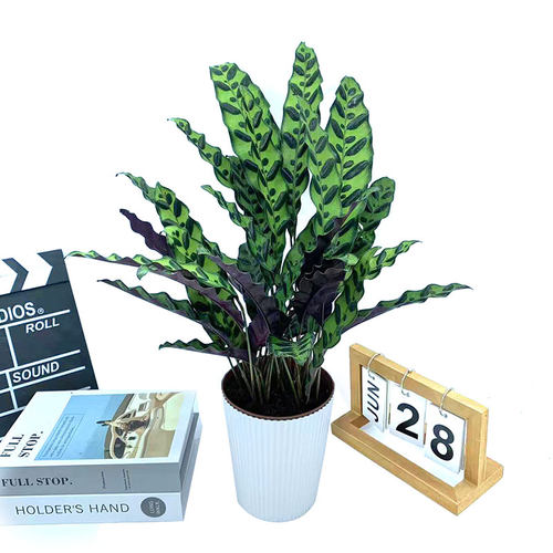 豹纹竹芋盆栽彩叶豹斑绿脉竹芋植物室内办公桌面花卉四季常青包邮 - 图0