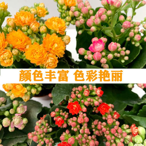 巴黎长寿花盆栽金狐狸花卉室内外客厅阳台观四季开花不断耐旱植物 - 图0