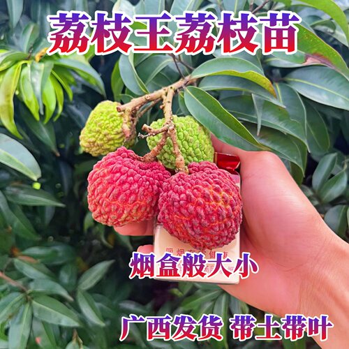 嫁接苗荔枝王荔枝苗比鸡蛋大果荔枝苗纯甜荔枝王阳台庭院盆栽地栽 - 图1