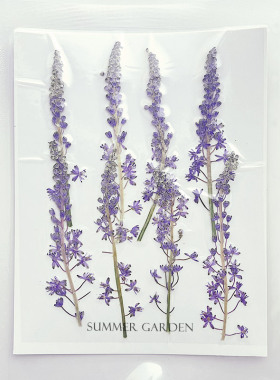 押花包标本干花滴胶diy填充物