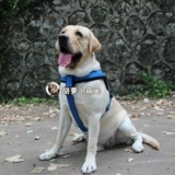 Сердень для груди собаки в середине -луче