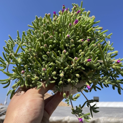 枝干番杏多肉植物糖球红宝石小兔子阳台春季开花肉肉花卉绿植盆栽 - 图2