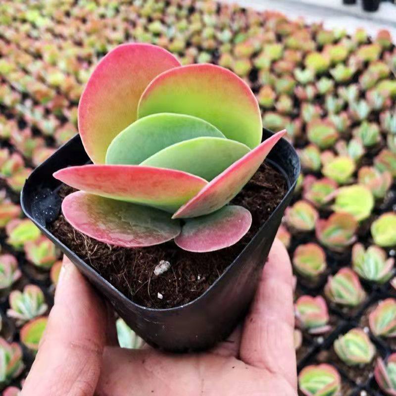 唐印多肉植物老桩新手好养花卉绿植桌面小盆栽净化空气防辐射,淘宝优惠券,粉丝福利购,淘宝优惠卷