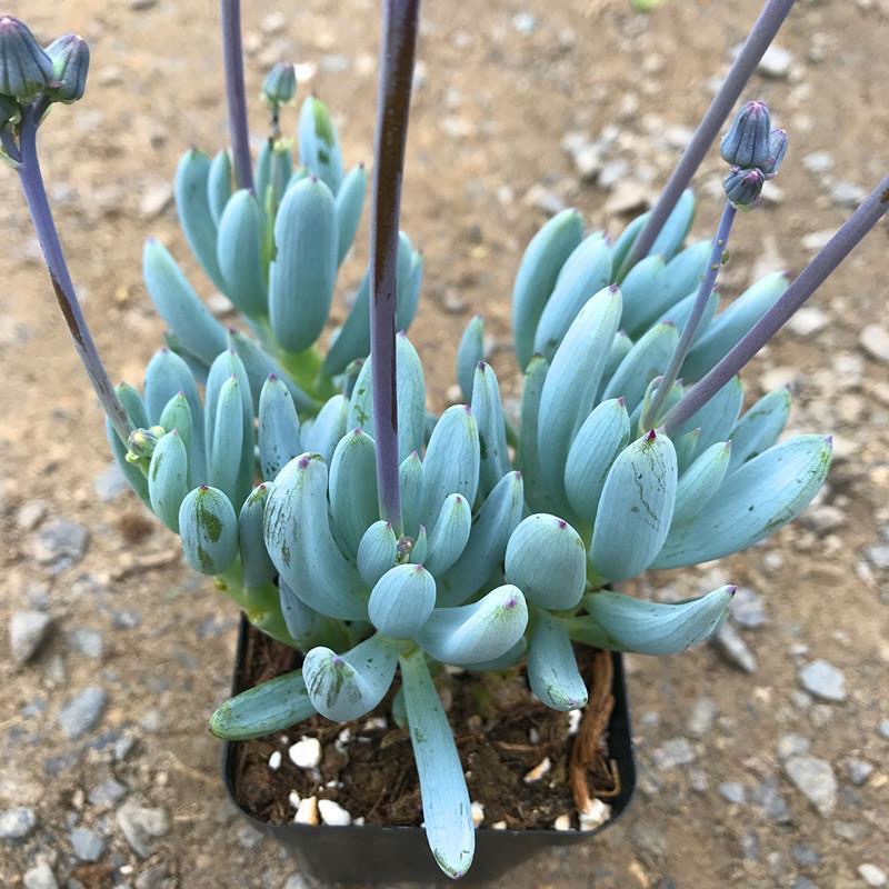 蓝松群生多头多肉植物办公室桌面阳台绿植花卉防辐射稀有萌肉肉-图2