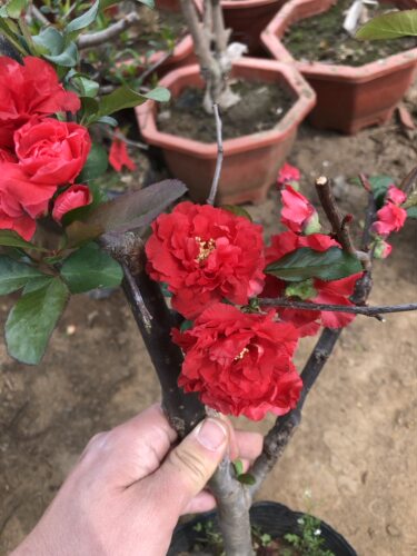 长寿冠海棠盆栽树苗盆景重瓣红色老桩庭院绿植物室内花卉 - 图1