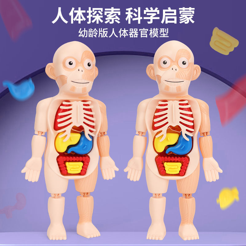 儿童启智科教人体器官骨骼医学多层人体结构消化系统人体拼图-图0