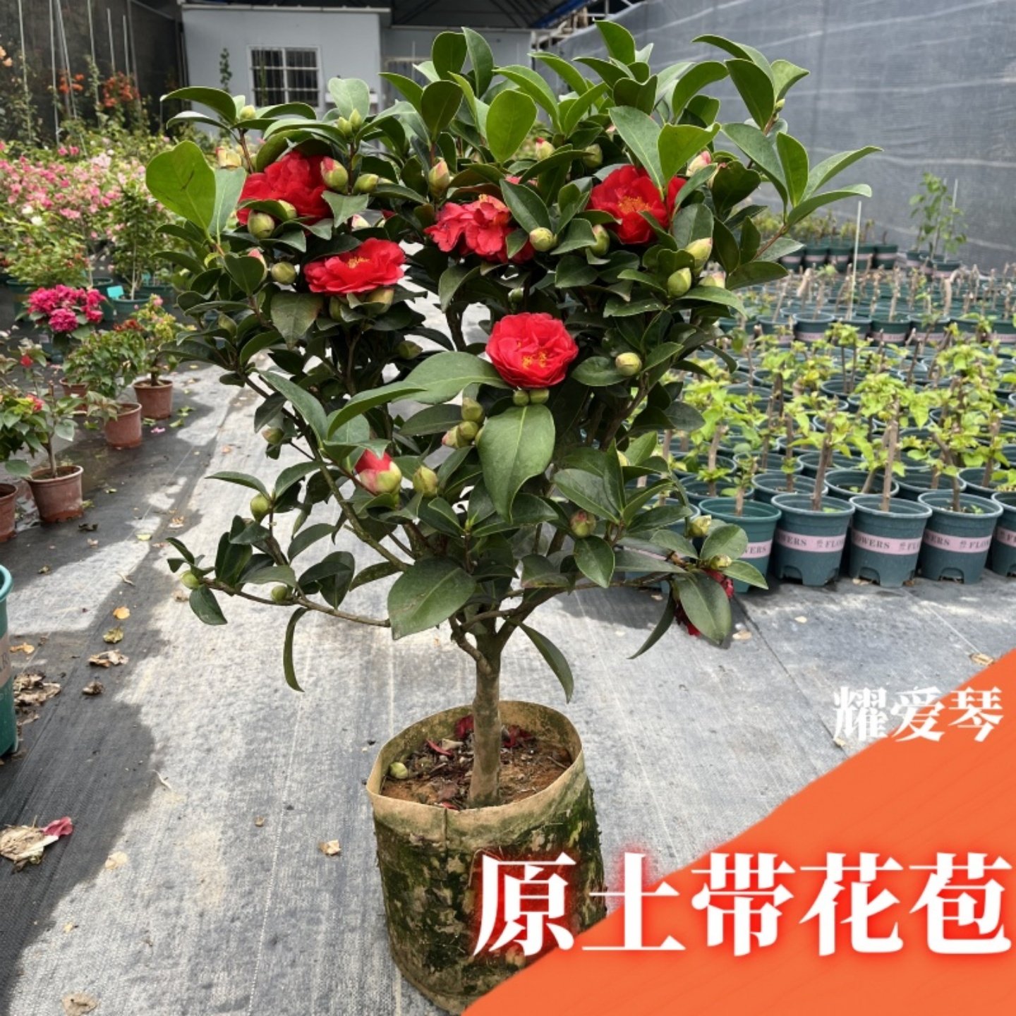 茶花树苗名贵山茶花盆栽夏日七星带花苞香妃室内绿植名贵花卉植物,淘宝优惠券,粉丝福利购,淘宝优惠卷