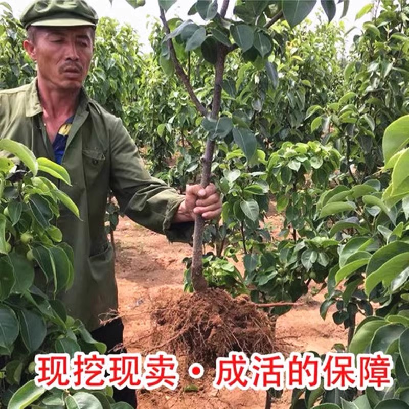 翠冠梨树苗果苗嫁接南北方庭院地栽种植特大四季阳台盆栽苗当年结-图1