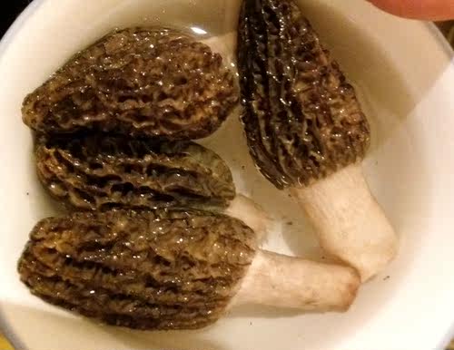 现货野生羊肚菌新鲜丽江土特产优质野生菌羊肚菜1000克包邮 - 图1