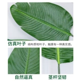 Северная симуляция зеленое растение одиночное раюе путешественник для птиц банановый лист сокол одинокая черепаха спина красоты банановые свадебные украшения