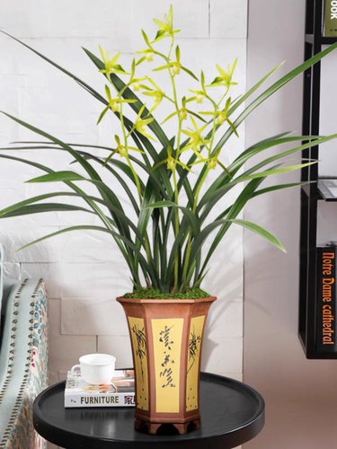 包对版墨兰花卉白墨吴字翠素心名品客厅阳台书房卧室庭院盆栽绿植 - 图2