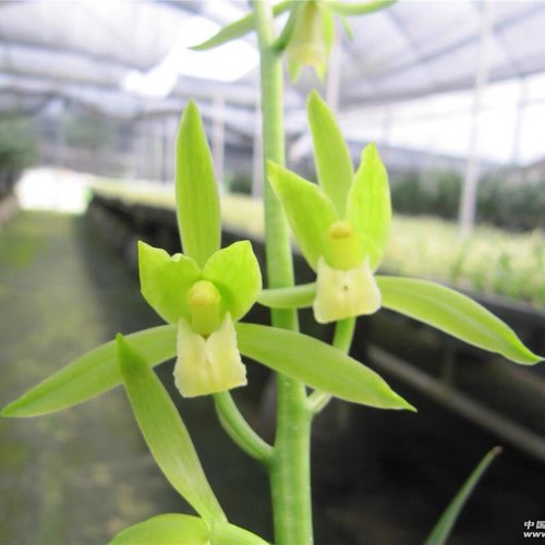 包对版墨兰花卉白墨吴字翠素心名品客厅阳台书房卧室庭院盆栽绿植 - 图0