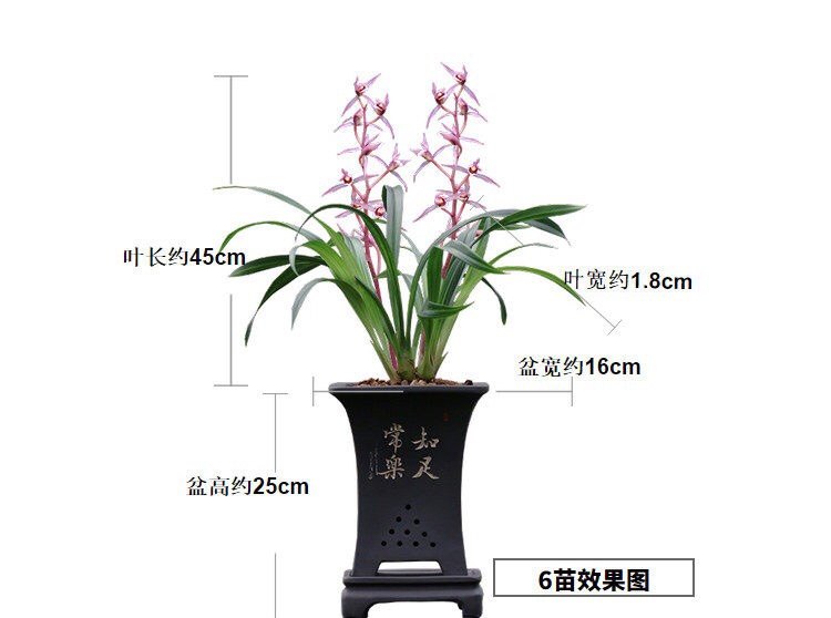 包对版墨兰花卉报岁兰桃姬爪年宵花红花苗经典绿植盆栽园艺高出架,淘宝优惠券,粉丝福利购,淘宝优惠卷