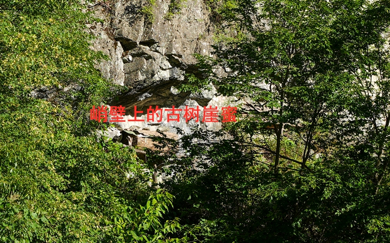 深山峭壁古树崖蜜比野生土蜂蜜还好多倍槐花百花蜜结晶很纯浓1斤 - 图0