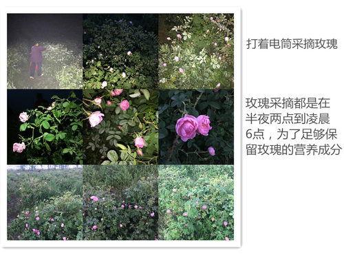 大马士革玫瑰纯露520ml爽肤水提靓肤色细腻毛孔保湿补水喷雾精油 - 图2