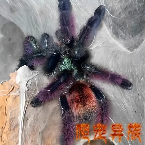 油彩粉红趾活体宠物蜘蛛马提尼克油彩粉红趾4厘米大幼体温顺粉趾 - 图0