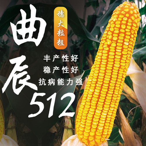 曲辰512 西南国审玉米新品种 植株整齐适应性广穗大丰尖2KG/袋 - 图0
