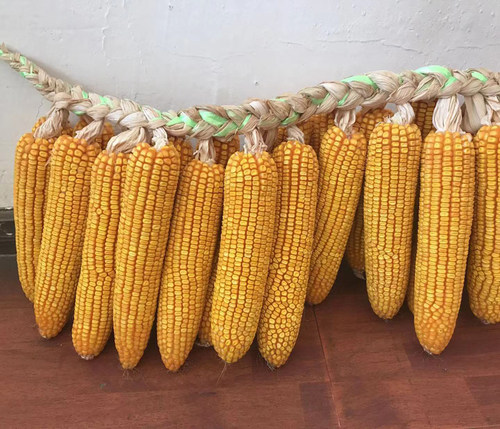 曲辰28号  云、贵、川、湖北中高海拔玉米品种  马齿红轴  2kg/袋 - 图2