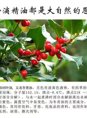 冬青精油纯植物萃取身体肩颈腰腿背肘关节肩周肌肤按摩刮痧冬青油