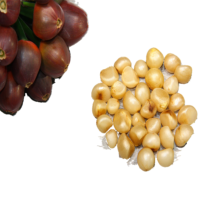 长春君子兰种子精品国兰种子立板插座麻脸大桥圆头腊膜珍珠盆栽,淘宝优惠券,粉丝福利购,淘宝优惠卷