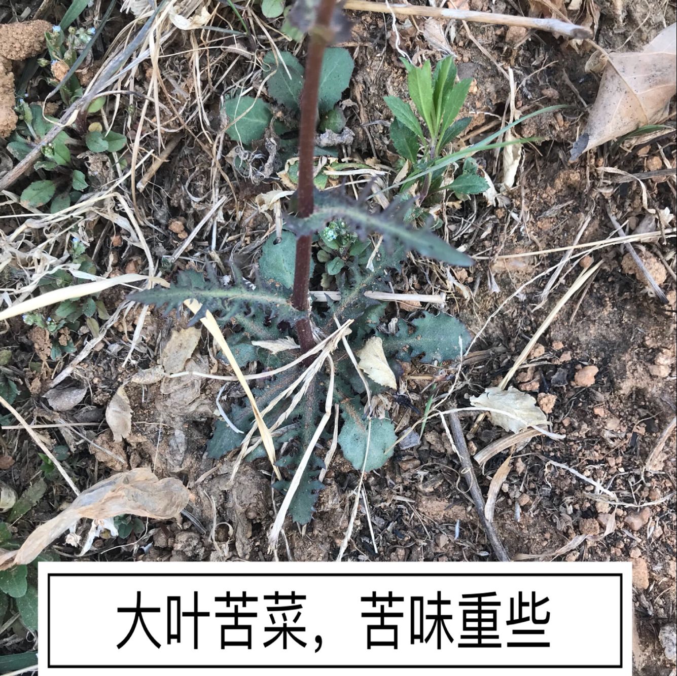 苦菜茶苦麻子干带根茶新货沂蒙山野生苦碟子蛇虫苗正宗带根50克-图0