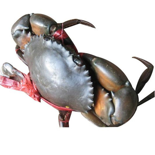 缅甸孟加拉青蟹(2斤装8-10只公蟹)肉蟹煲鲜活野生小螃蟹海蟹铁蟹 - 图3