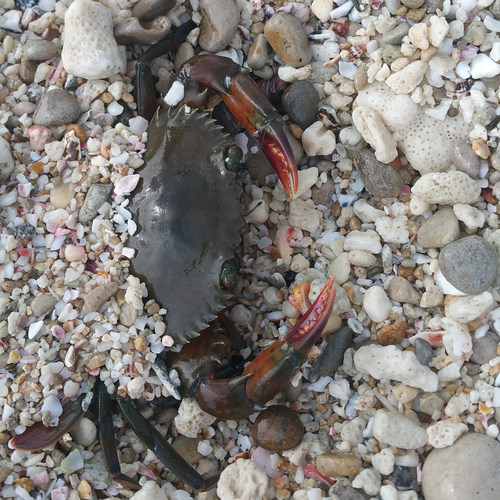 缅甸孟加拉青蟹(2斤装8-10只公蟹)肉蟹煲鲜活野生小螃蟹海蟹铁蟹 - 图1