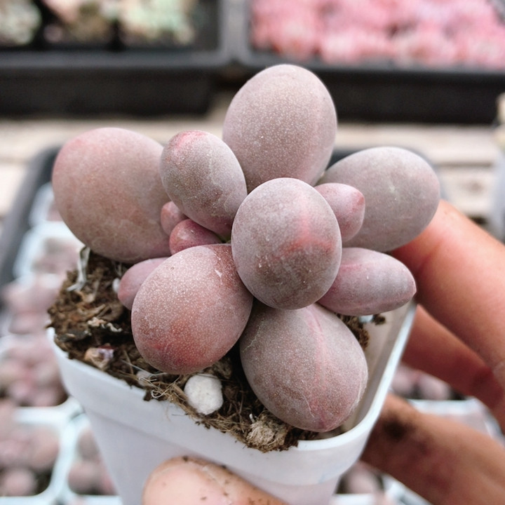 糖果奶酪  稀有名贵多肉植物阳台好养高颜值花卉绿植盆栽（20包邮,淘宝优惠券,粉丝福利购,淘宝优惠卷