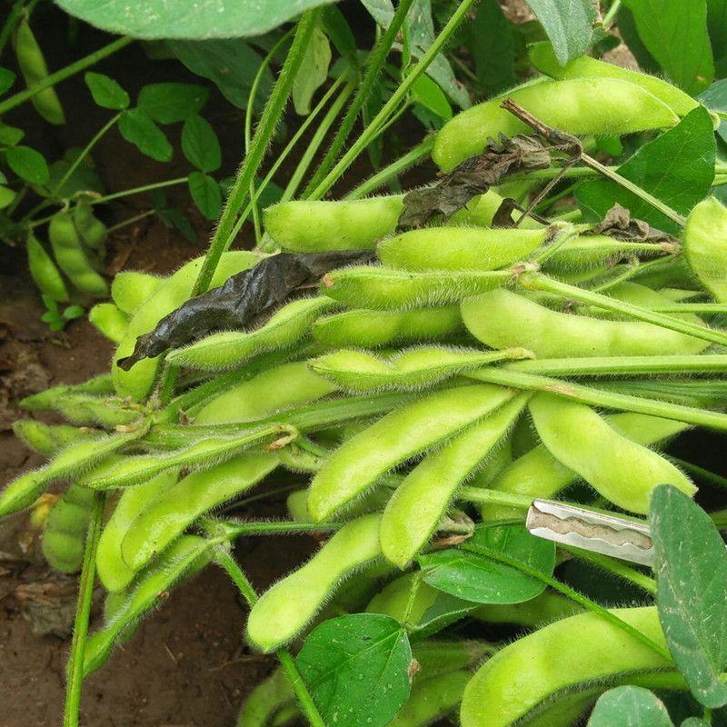 毛豆秧苗蔬菜种子高产抗病春季早熟特大青豆黄豆大豆毛豆种籽种苗-图2