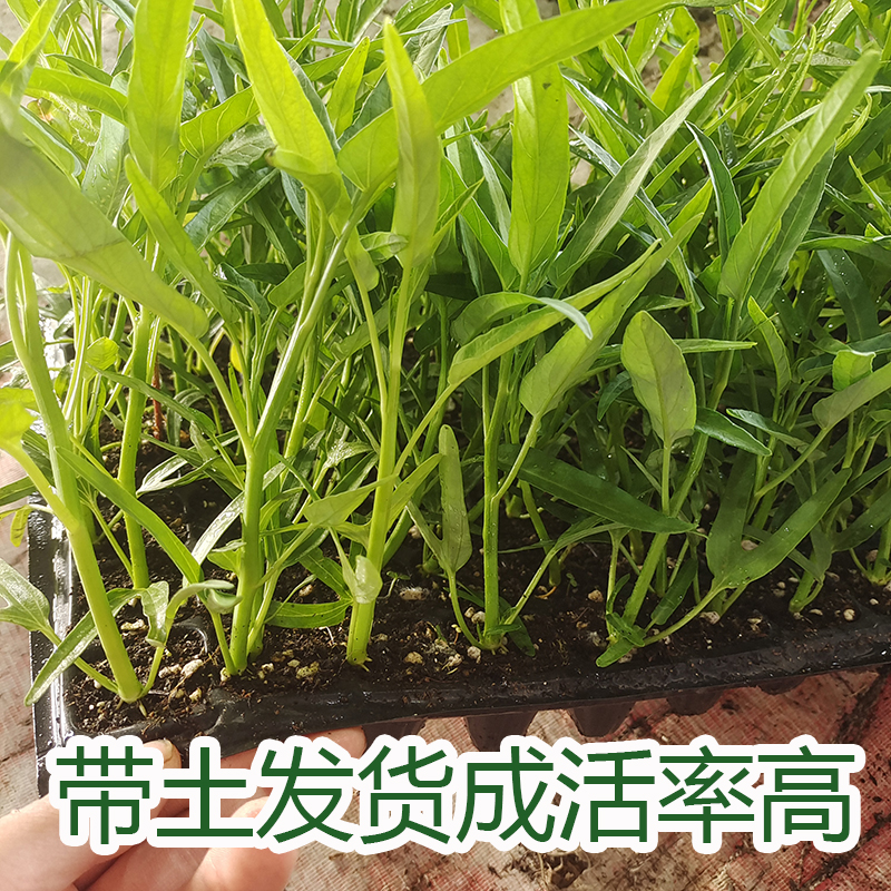 空心菜秧苗蕹菜青梗割茬带根蔬菜苗春青菜四季竹叶柳叶空心菜苗子-图0