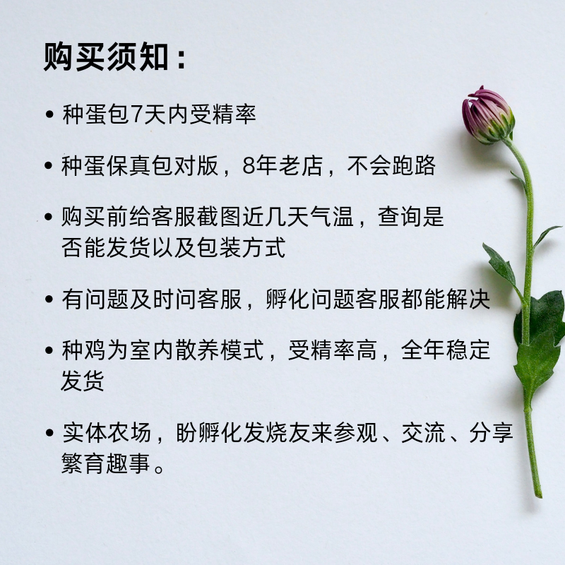 塞拉玛观赏鸡马来西亚玲珑鸡矮脚鸡小体宠物鸡受精种蛋  进口纯种,淘宝优惠券,粉丝福利购,淘宝优惠卷