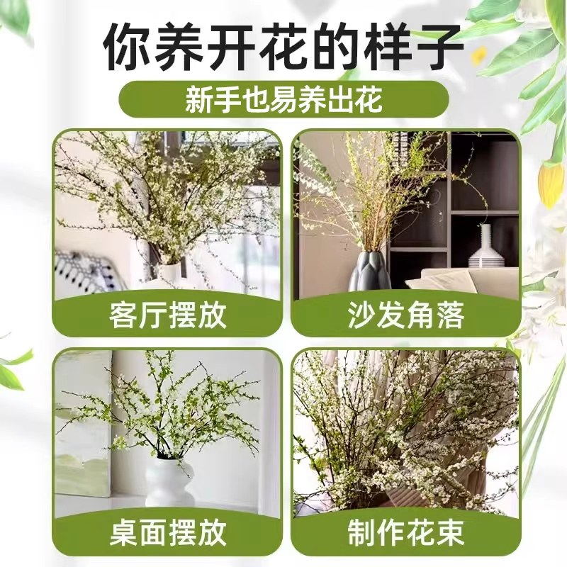 Snow willow fresh branches and dry branches water cultured hydroponic plants