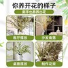 Snow willow fresh branches and dry branches water cultured hydroponic plants
