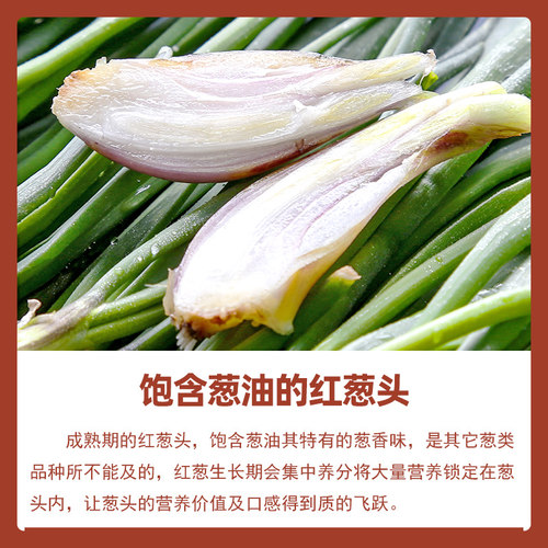 红葱种子葱头小葱四季小香葱种籽红葱头葱苗葱籽香苗火子头孑盆栽 - 图1