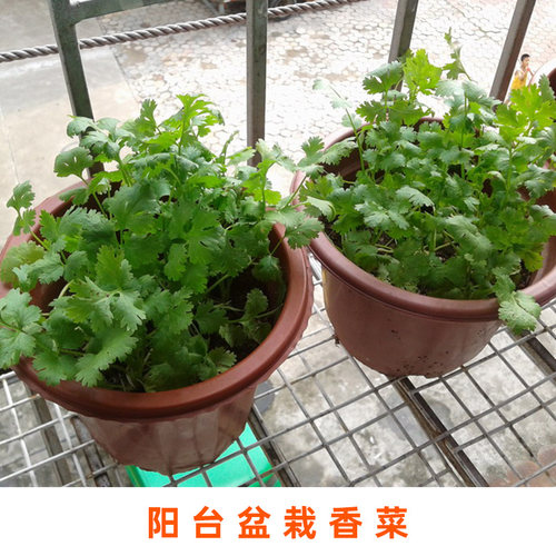 香菜籽种四季老品种大叶小叶芫荽香菜种子阳台种植盆栽蔬菜种子孑 - 图0