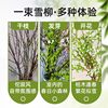 Snow willow fresh branches and dry branches water cultured hydroponic plants