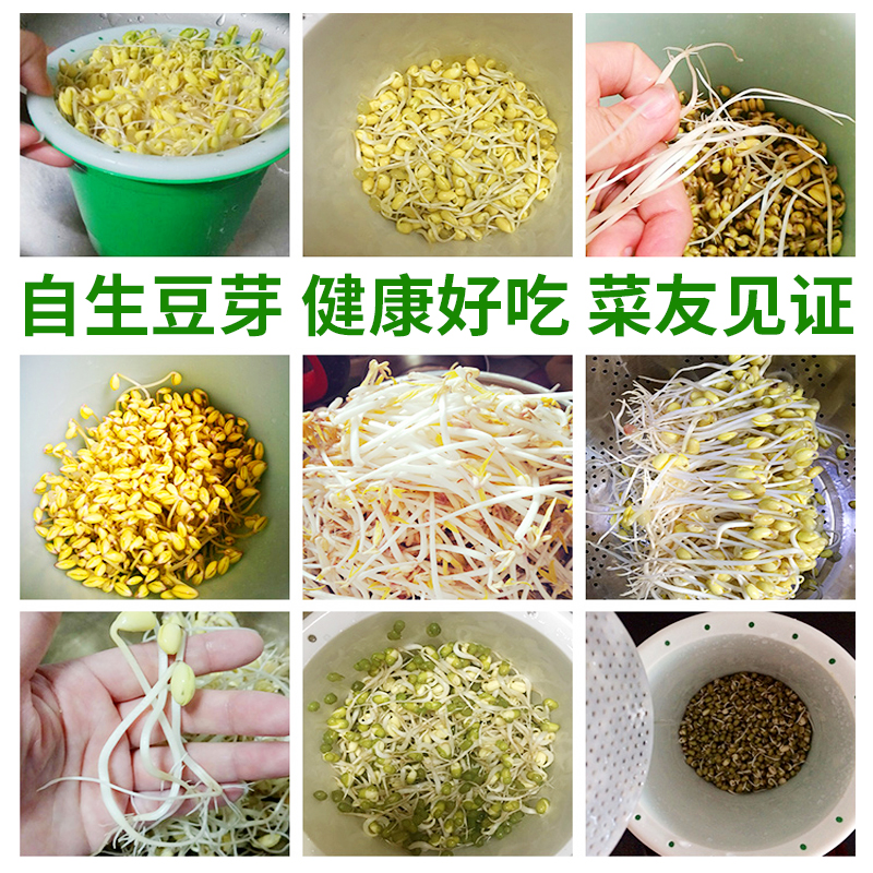 豆苗发豆芽专用黄豆种籽绿豆小粒黑豆芽苗菜豆芽菜种子水培蔬菜孑 - 图1