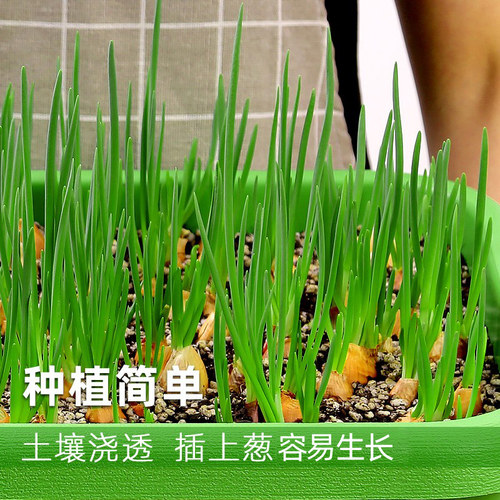 葱种葱头小葱四季小香葱种籽子葱苗葱籽火葱四川头香苗红盆栽种子 - 图0