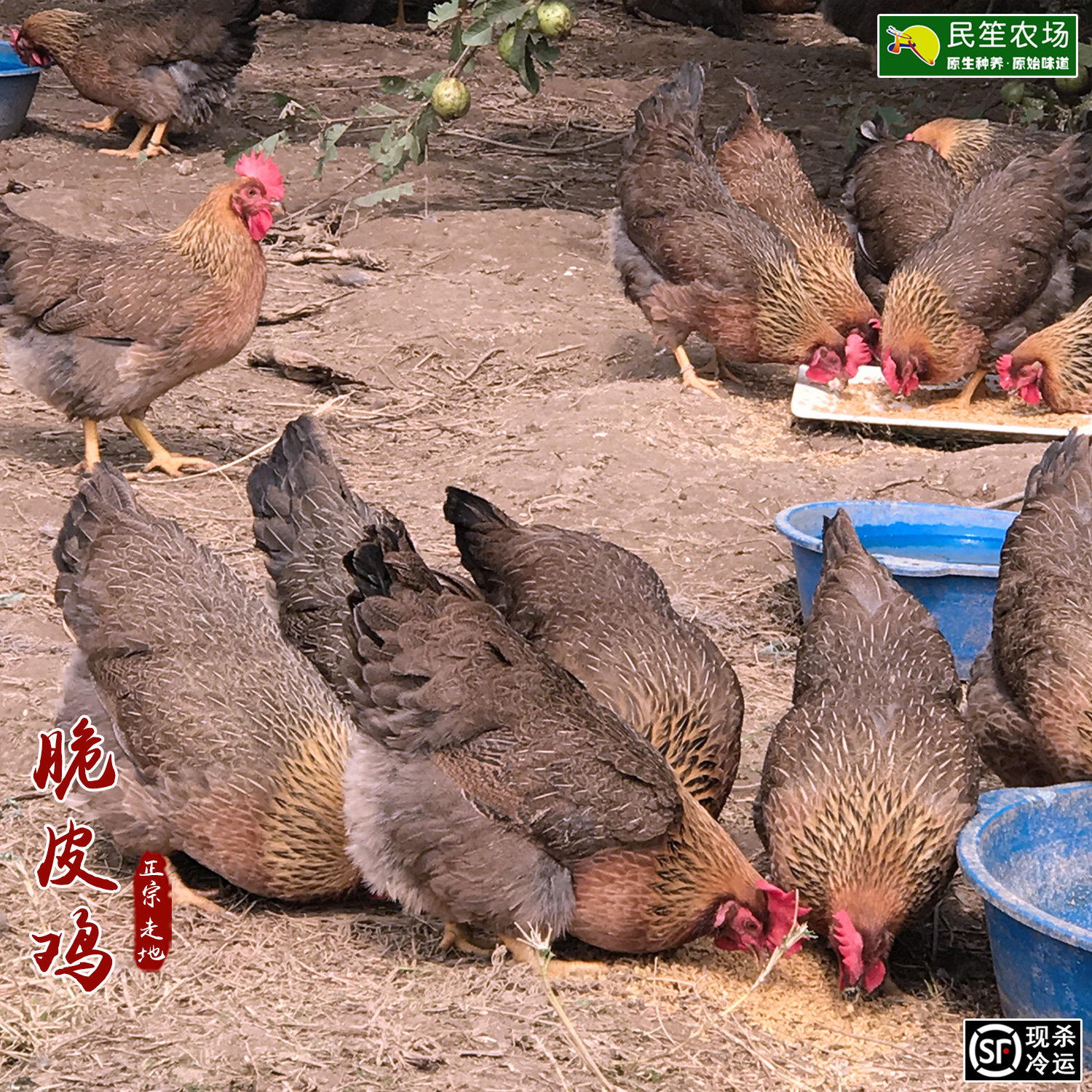 广东清远鸡冷冻白切鸡新鲜月子鸡草鸡走地鸡老母土鸡散养顺丰包邮_虎窝淘