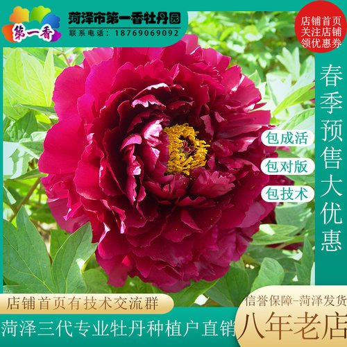 紫色牡丹花苗 百园红霞 菏泽庭院地栽牡丹阳台盆栽阳台花苗花卉 - 图1