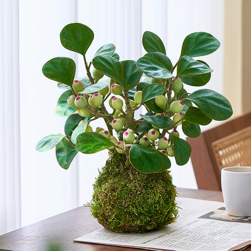 小盼菩提苔藓球水培植物办公室内桌面好养易活花卉绿植观果盆栽树 - 图2